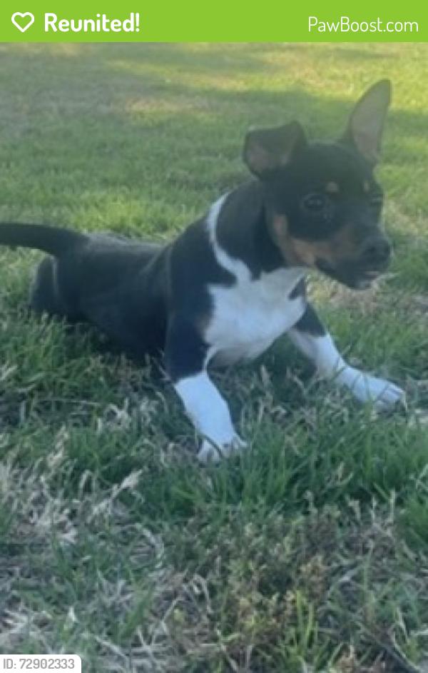 Reunited Male Dog last seen Near Magic Mesa St, North Las Vegas, NV 89031, USA, North Las Vegas, NV 89031