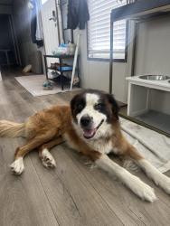 Found/Stray Male Dog last seen Nelson oaks, Austin, TX 78724