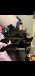 Lost Male Cat last seen Near Firestation on Rancho Ave. in Colton, Colton, CA 92324