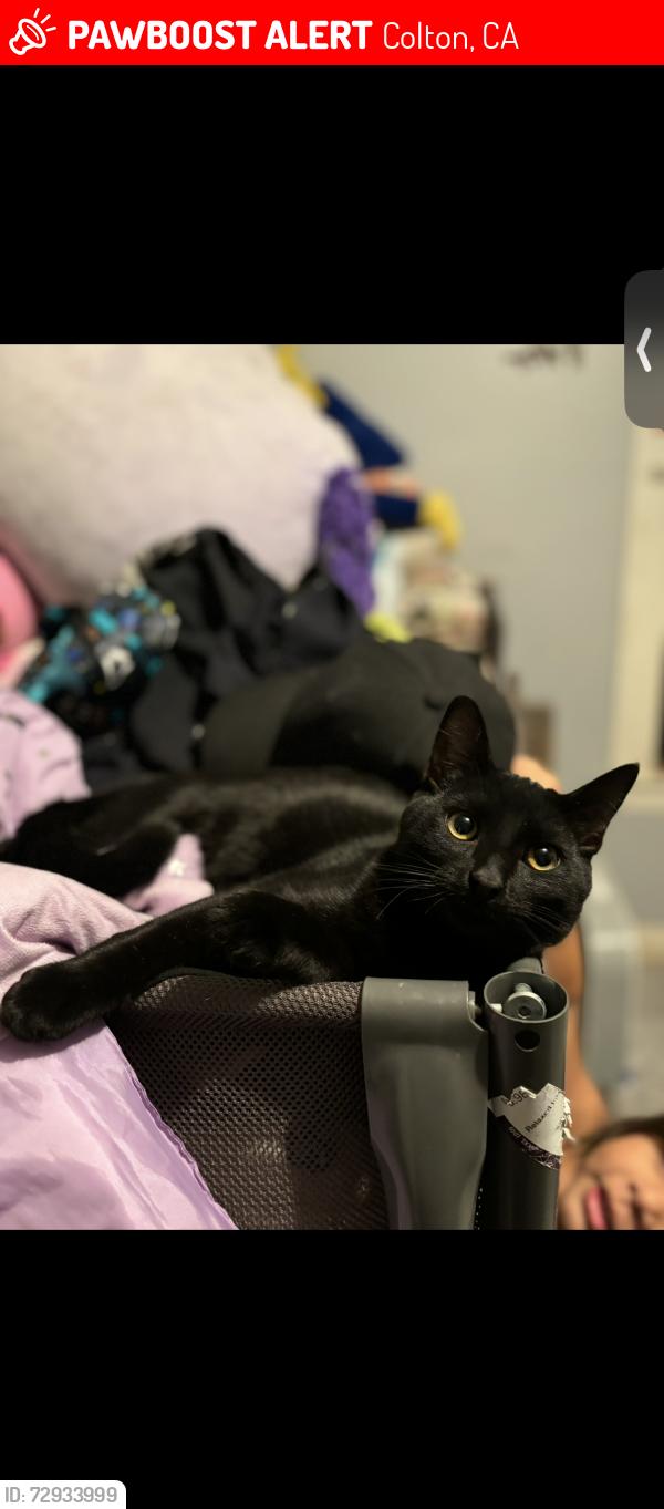 Lost Male Cat last seen Near Firestation on Rancho Ave. in Colton, Colton, CA 92324