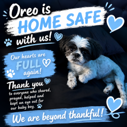 Reunited Male Dog last seen Silver St , Bayonne, NJ 07002