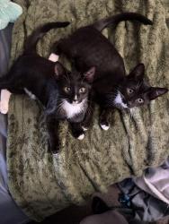 Found/Stray Male Cat last seen Hendersonville Rd. , Arden, NC 28704