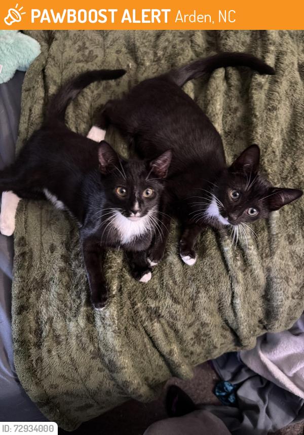 Found/Stray Male Cat last seen Hendersonville Rd. , Arden, NC 28704