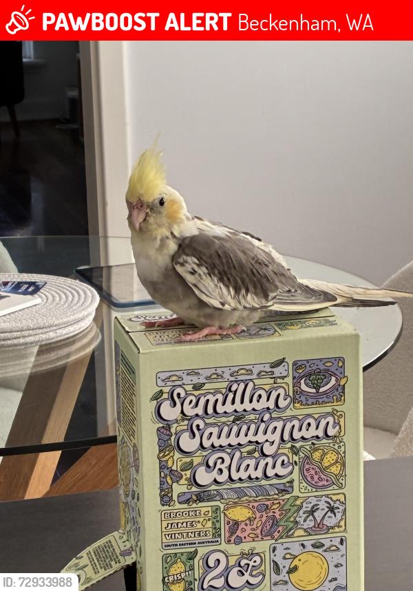 Lost Male Bird last seen willams street and sevenoaks Beckenham, Beckenham, WA 6107
