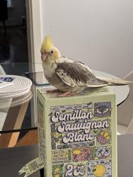 Lost Male Bird last seen willams street and sevenoaks Beckenham, Beckenham, WA 6107