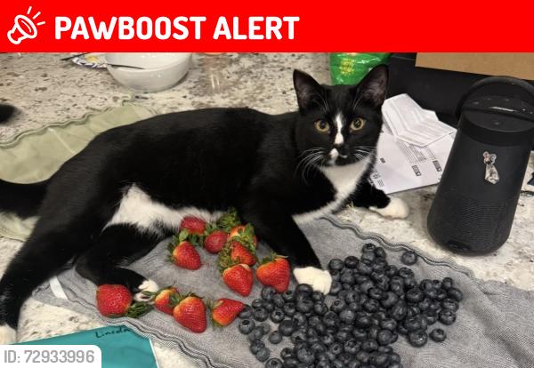 Lost Male Cat last seen Walling Pecan , Tom Green County, TX 76904