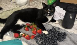 Lost Male Cat last seen Walling Pecan , Tom Green County, TX 76904