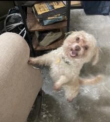 Reunited Female Dog last seen Pine Moss Dr @ Woodsman Trails , Houston, TX 77040