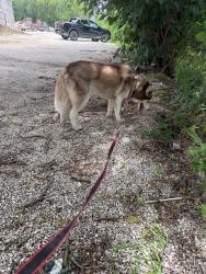 Reunited Female Dog last seen Near Binz Engleman Rd. San Antonio, TX 78219, Converse, TX 78109