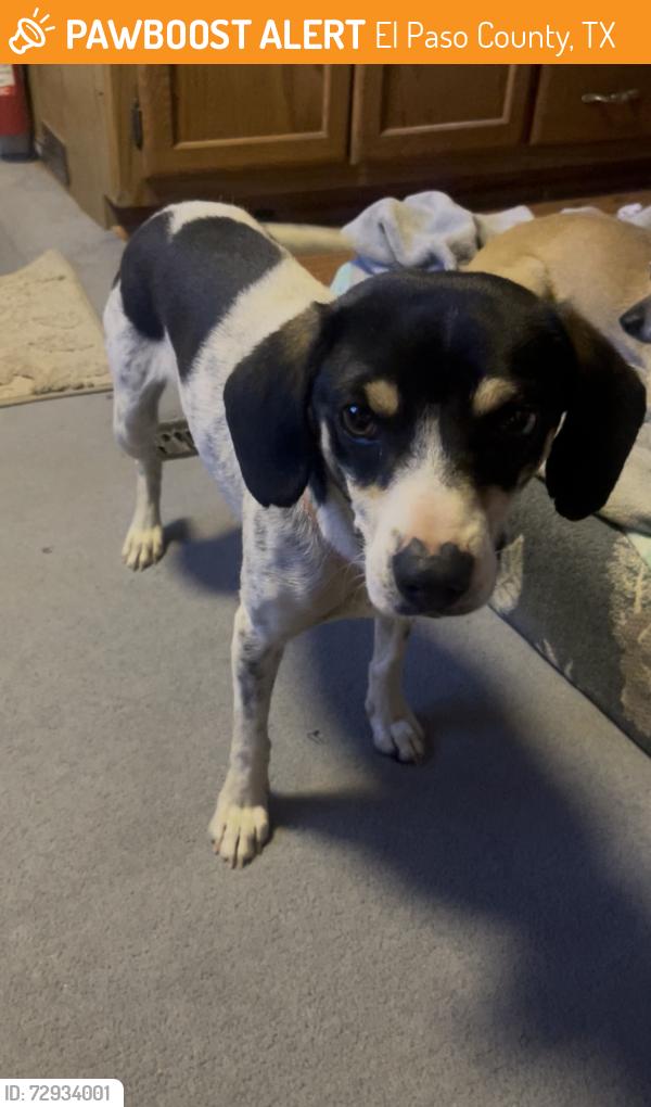 Found/Stray Male Dog last seen Montana Vista, El Paso County, TX 79938