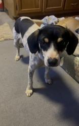 Found/Stray Male Dog last seen Montana Vista, El Paso County, TX 79938