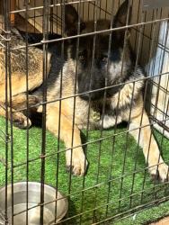 Reunited Male Dog last seen Near S Oakland Blvd , Fort Worth, TX 76103
