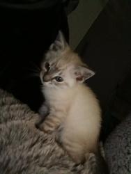 Reunited Male Cat last seen Midcrown St, San Antonio, TX 78218