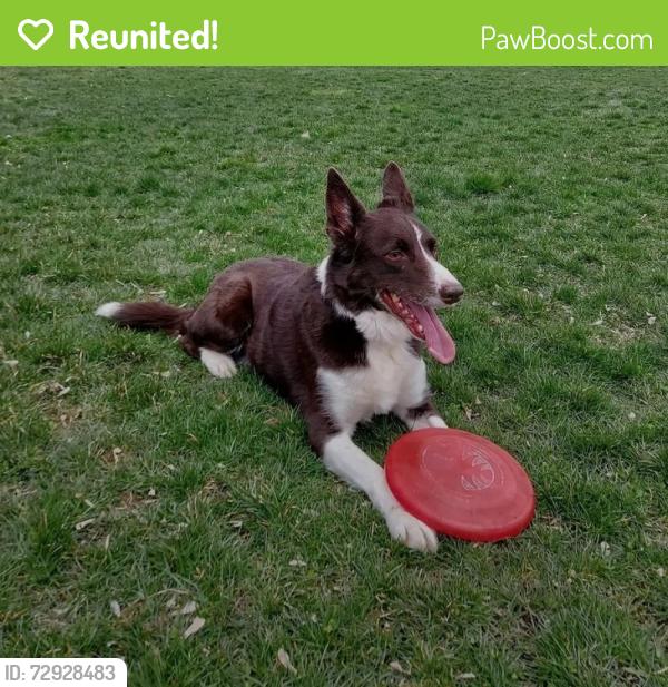 Reunited Male Dog last seen Biber St. and Towar Ave., East Lansing, MI 48823