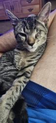 Lost Male Cat last seen 24th street, Canton, OH 44707