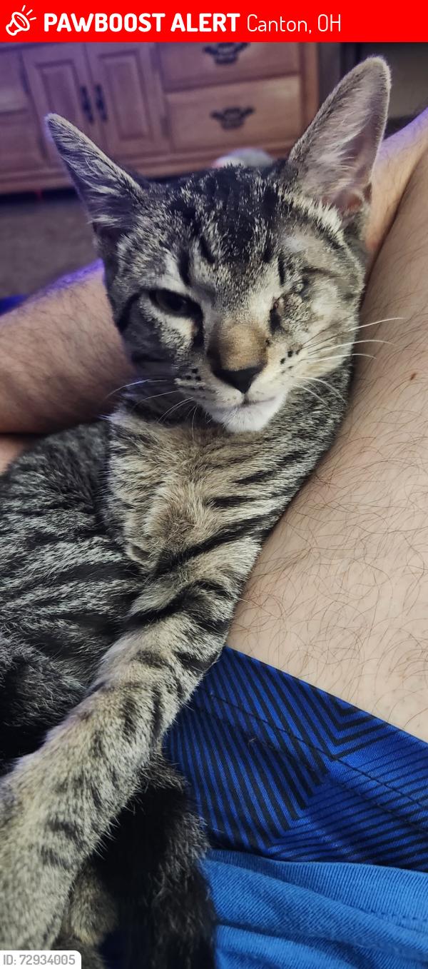 Lost Male Cat last seen 24th street, Canton, OH 44707