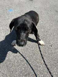 Shelter Stray Female Dog last seen ELKWOOD SECTION/OLD RAILROAD BED RD, Huntsville, AL 35805
