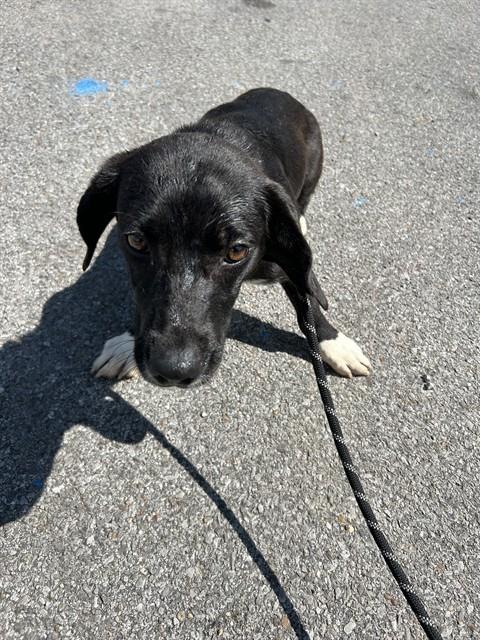 Shelter Stray Female Dog last seen ELKWOOD SECTION/OLD RAILROAD BED RD, Huntsville, AL 35805