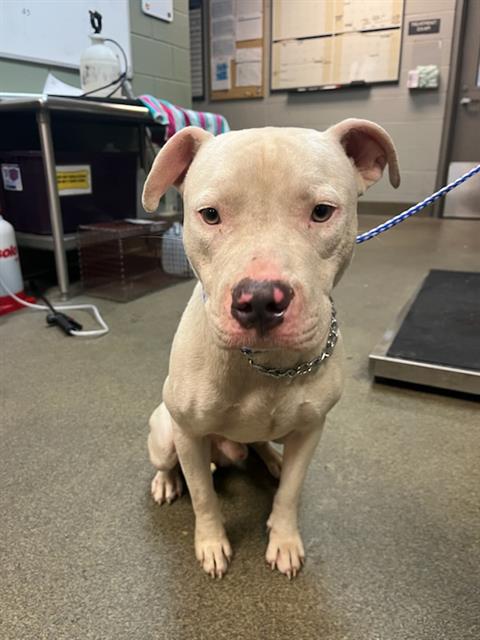 Shelter Stray Male Dog last seen Near BLOCK GRIBBIN CT, Jacksonville, FL 32204