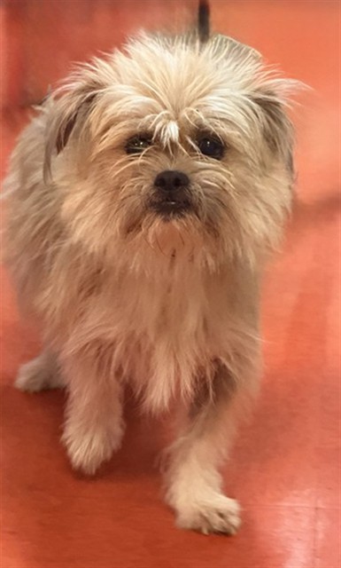 Shelter Stray Female Dog last seen , Jacksonville, FL 32204