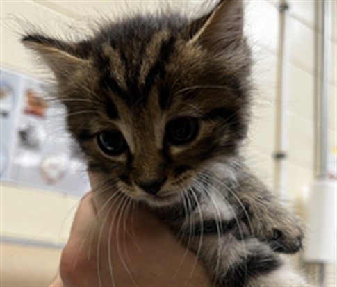 Shelter Stray Male Cat last seen FRANCES AVE, SANFORD, 232 Eslinger Way, Sanford, FL 32773, USA