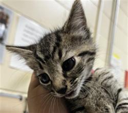 Shelter Stray Male Cat last seen FRANCES AVE, SANFORD, Sanford, FL 32773