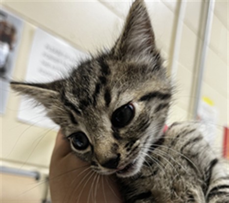 Shelter Stray Male Cat last seen FRANCES AVE, SANFORD, 232 Eslinger Way, Sanford, FL 32773, USA