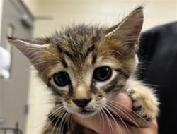 Shelter Stray Female Cat last seen FRANCES AVE, SANFORD, Sanford, FL 32773