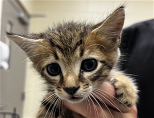 Shelter Stray Female Cat last seen FRANCES AVE, SANFORD, 232 Eslinger Way, Sanford, FL 32773, USA