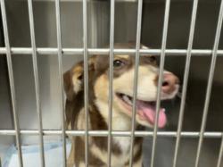 Shelter Stray Female Dog last seen , West Valley Animal Shelter, 20655 Plummer St, Chatsworth, CA 91311, USA