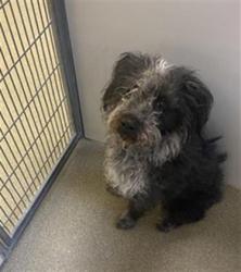 Shelter Stray Female Dog last seen Near BLOCK S 3200 W, TAYLORSVILLE UT 84129, Salt Lake City, UT 84120
