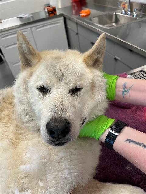 Shelter Stray Male Dog last seen Near , Indianapolis, IN 46221