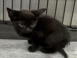 Shelter Stray Male Cat last seen , 14409 Vanowen St, Van Nuys, CA 91405, USA