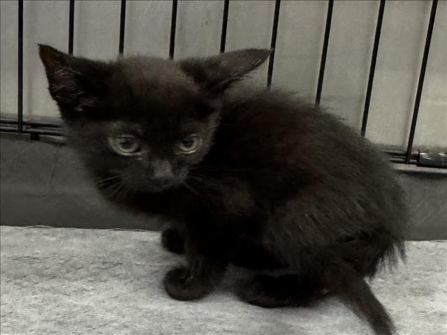 Shelter Stray Male Cat last seen , 14409 Vanowen St, Van Nuys, CA 91405, USA