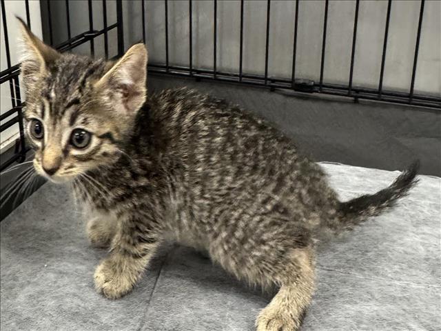 Shelter Stray Male Cat last seen , 14409 Vanowen St, Van Nuys, CA 91405, USA