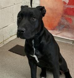 Shelter Stray Female Dog last seen ATLANTIC AVE AND BUCKEYE CT, San Bernardino, CA 92401