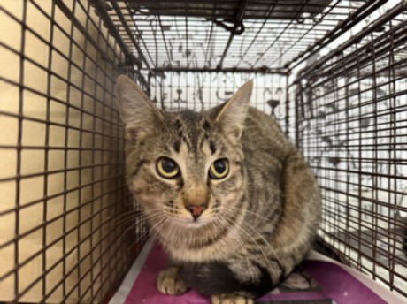Shelter Stray Male Cat last seen , San Pedro, CA 90731