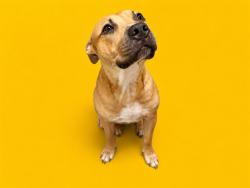 Shelter Stray Male Dog last seen Near BLOCK NW 22ND AVE, Doral, FL 33122