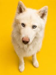 Shelter Stray Male Dog last seen Near BLOCK SW 125 PL, Doral, FL 33122