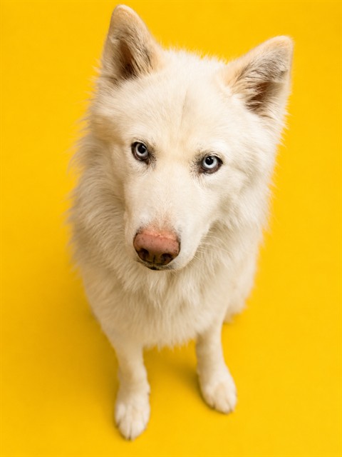 Shelter Stray Male Dog last seen Near BLOCK SW 125 PL, Doral, FL 33122
