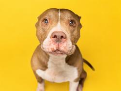 Shelter Stray Female Dog last seen Near BLOCK NW 99TH AVE, Doral, FL 33122