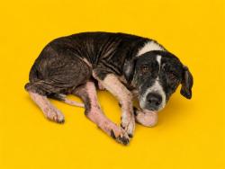Shelter Stray Female Dog last seen Near BLOCK NW 5TH CT, Doral, FL 33122