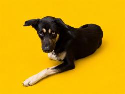 Shelter Stray Male Dog last seen Near BLOCK NW 100ST, Doral, FL 33122