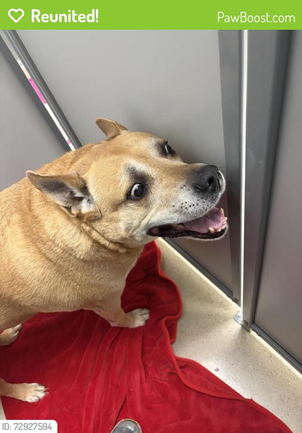 Reunited Male Dog last seen donegal bay een Tx, Killeen, TX 76549
