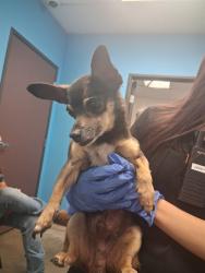 Shelter Stray Male Dog last seen PANAMA/MONITOR, BAKERSFIELD, Bakersfield, CA 93307