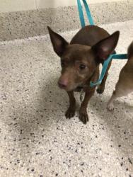 Shelter Stray Male Dog last seen Near BLOCK N LARK ST #188, Brighton, CO 80601