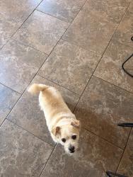 Reunited Female Dog last seen Baldwin, NY, USA, Baldwin, NY 11510