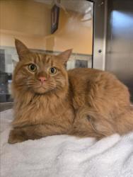 Shelter Stray Male Cat last seen Near BLOCK N VOLUTSIA AVE, WICHITA KS 67214, Wichita, KS 67219