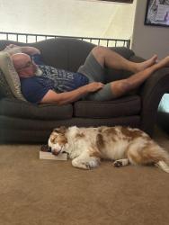 Lost Male Dog last seen Anaheim Blvd and Water, McMahan Tire and Uhaul, Anaheim, CA 92805