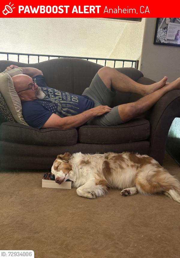 Lost Male Dog last seen Anaheim Blvd and Water, McMahan Tire and Uhaul, Anaheim, CA 92805